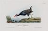 (AUDUBON, JOHN JAMES, after) BOWEN, J.T. Group of four octavo hand-colored lithograph prints from The Birds of America.