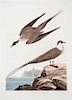 * (AUDUBON, JOHN JAMES, after) HAVELL, ROBERT. Fork-Tailed Petrel, from The Birds of America, 1834.