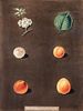BROOKSHAW, GEORGE. Apricots-White and Red Masculine/Orange Turkey, plate 22. From Pomona Britannica. London, c. 1817.