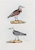 SELBY, PRIDEAUX JOHN. Group of two prints from The Illustrations of British Ornithology. London, 1841 (plate volumes).