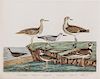 WILSON, ALEXANDER. Group of two hand-colored engraving prints from American Ornithology. Philadelphia, 1808-1814.