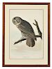 Audubon, John James (1785-1851) Cinereous Owl,   Plate CCCLI.