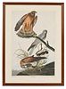 Audubon, John James (1785-1851) Marsh Hawk  , Plate CCCLVI.