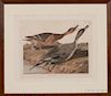 Audubon, John James (1785-1851) Pintail Duck  , Plate CCXXVII.