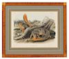 Audubon, John James (1785-1851) Say's Squirrel  , Plate LXXXIX.