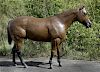 Life Size Horse Mannequin