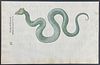 Aldrovandi, pub. 1640 - Crowned Serpent or Snake. 366