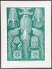 Haeckel - Box Jellyfish; Cubomedusae. 78