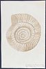 Payan du Moulin - Original Drawing of Nautilus Shell or Fossil