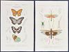 D'Orbigny - 6 Entomology Engravings