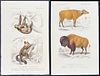 D'Orbigny - 5 Mammal Engravings