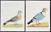 Albin - 3 Bird Engravings