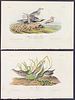 Audubon - 3 Plover & Rail Lithographs