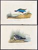 Audubon - 4 Gallinule & Coot Lithographs