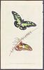 Donovan - Tynderaeus Butterfly. 83