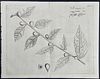 Rheede - Botanical Engraving: Valli-teregam. 62