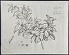 Rheede - Botanical Engraving: Kasjou Panel. 18