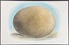 Rowley & Keulemans - Elephant Bird Egg; Aepyornis maximus