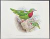 Rowley & Smit - Fruit Dove; Ptilopus Musschenbroeki
