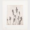Edwin Hale Lincoln (1848-1938): Wildflowers of New England: Parts II, III, IV, and VIII (Incomplete Folios)