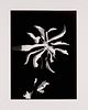 László Moholy-Nagy Sammlung von 5 Photographien. Je Silbergelatine auf Photopapier. Blattmaße je 40 x 30 cm. Verso je mit Editions- und Nachlassstempe