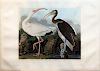 Audubon Aquatint Engraving, White Ibis