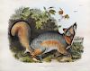 Audubon Quadrupeds, Imperial Folio, Grey Fox