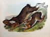Audubon Quadrupeds, Imperial Folio, Northern Hare