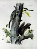 Audubon Quadrupeds, Imperial Folio, Fremont's Squirrel/Sooty Squirrel