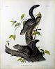 Audubon Quadrupeds, Imperial Folio, Collies Squirrel
