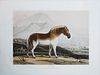 Daniell Aquatint Engravings of South Africa
