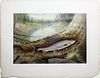 Spectacular Chromolithographs of Game Fish by Kilbourne