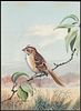 Steffen Watercolor of Lark Sparrow