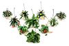 Ten Models of Hanging Plants Height of display case 3 1/4 inches.