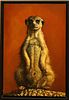 CENDY, OIL ON CANVAS, H 24", W 16", MEERCAT ON SHELLS 