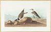 AFTER JOHN JAMES AUDUBON (1785-1951) BY ROBERT HAVELL (1793 - 1878) ENGRAVINGS WITH AQUATINT, ETCHING AND HAND COLORING ON J. WHATMAN TURKEY MILL 1838
