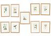 AFTER JOHN JAMES AUDUBON (1785-1851) STONE LITHOGRAPHS ON WOVE PAPER, 9 PCS, H 10.25", W 5", BIRD STUDIES 