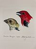 ALAN JAMES ROBINSON Signed SCARLET TANAGER Hand-colored Etching LIMITED EDTION Numbered