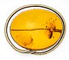BALTIC AMBER BROOCH WITH BUG, STERLING SILVER BEZEL W 1 1/2" 