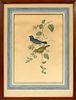 GOULD & RICHTER ORNITHILOGICAL LITHOGRAPH C. 1900 H 18" W 13" BLUE BIRDS 