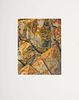 ELIOT PORTER (1901-1990): LICHEN ON ROCK, BARRED ISLAND, ME; UNTITLED (TREES); AND ROSE PETALS ON BEACH, ME