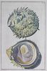Suite of Twelve Hand-Colored Engravings of Shells Plate size: 14 1/4 x 9 3/8 inches.