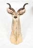 African Greater Kudu Taxidermy Shoulder Mount