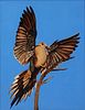 Thomas A. Nelson (b. 1956), Landing Dove
