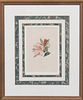 * A Handcolored Botanical Engraving. Height 7 1/2 x width 5 inches.