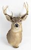 A Taxidermy Shoulder Mount of a Deer. Height 30 inches.