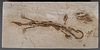 South American Mesosaur Lizard Fossil