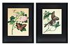 19th Century Hand Colored Engravings On Paper, Butterfly Studies, 2 Works H 14.25'' W 11.5''