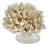 Large Coral Specimen Attached To Lucite Base