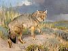 Carl Rungius (1869-1959) Prairie Wolf
